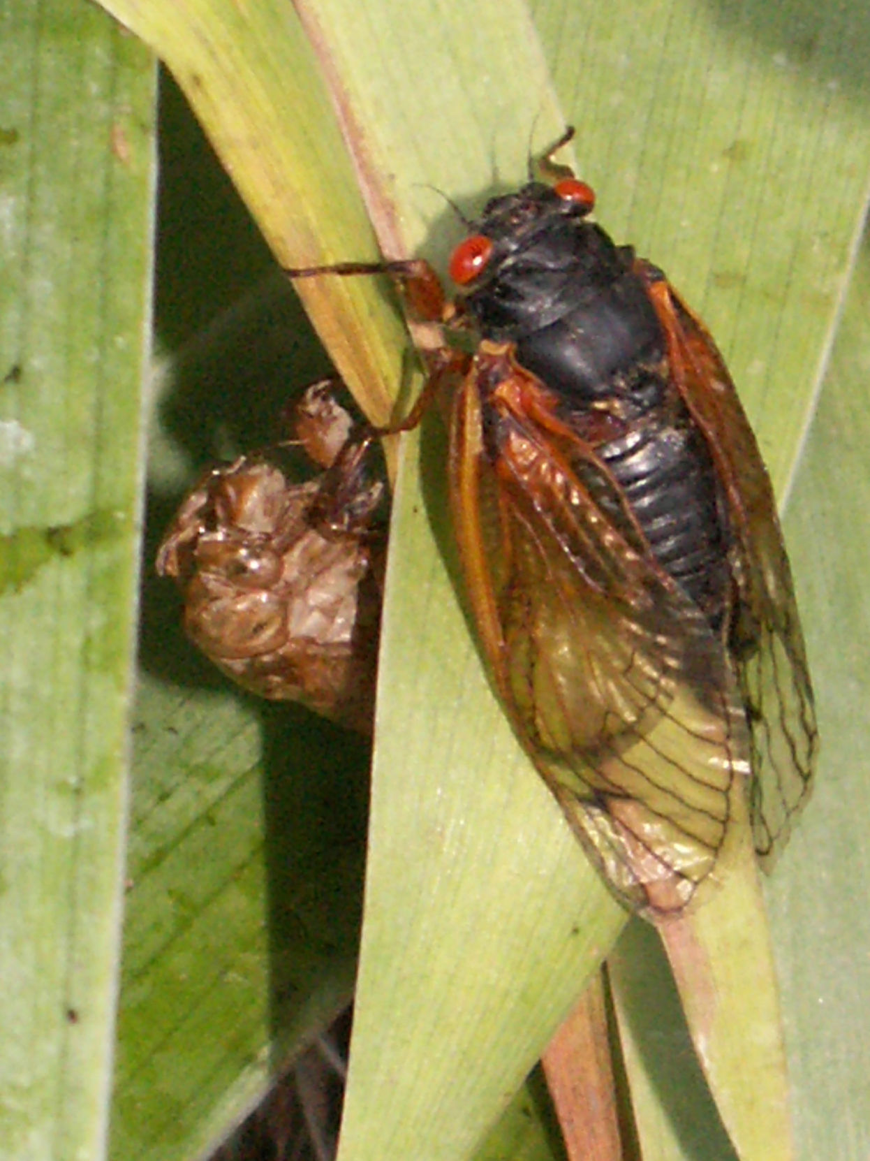05012021 BAGcicada.jpg